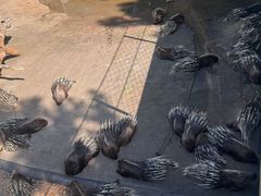 -西霞口神雕山野生动物世界