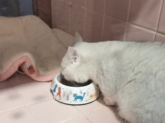 -FAELING PETS美天灵宠物(富力广场店)
