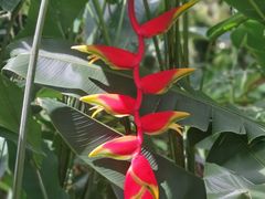 -中国科学院西双版纳热带植物园