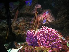 -暹罗海洋世界