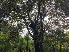 景点-成都大熊猫繁育研究基地