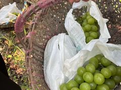 -马陆小张葡萄园农家乐