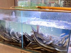 水产区-本炙炭烤·蒲烧活鳗料理店(金沙洲店)