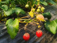 -胜丰草莓采摘园