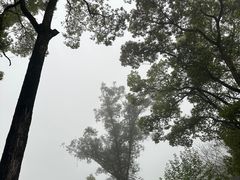 -南山植物园