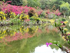 -深圳仙湖植物园