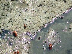 -北海金海湾红树林生态旅游区