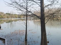 -昆山城市生态森林公园