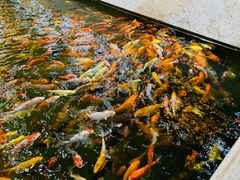 -龙悦湾酒家·八阵鱼生·渔人码头店