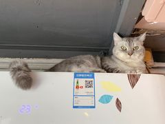 -猫儿山۰猫主题餐厅