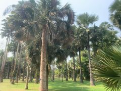 -中国科学院西双版纳热带植物园