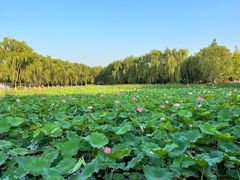 -东升八家郊野公园