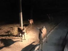 -清迈夜间动物园