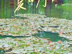 -白鹭湾湿地公园