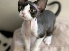 -pd派德宠物中心医院24H急重症·眼科中心·血液透析中心(嵩山北路店)