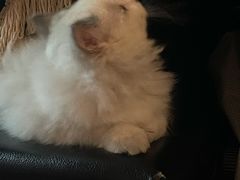 -lincat·猫舍(广州店)
