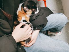 -伟伟宠物医院·瑞派猫友好医院·猫科(光谷店)