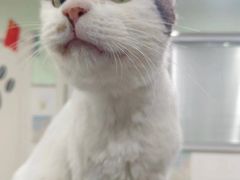 -佳雯宠物医院·皮肤科·内外科(春晓路分院)