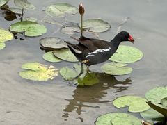 -金沙湖公园
