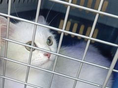 -小猫来了·猫舍(红山六九七九店)