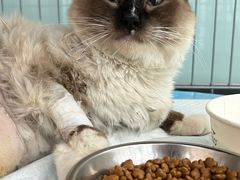 -嘉馨宠物医院·CT影像转诊·心脏科·犬猫全科诊疗中心(下沙大学城院区)