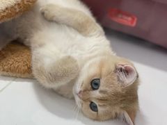 -1013 PET SHOP精品宠物商店(丁香店)