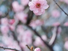 -瑶湖郊野森林公园