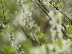 -桤木河湿地公园