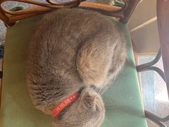 -猫色咖啡·猫咖