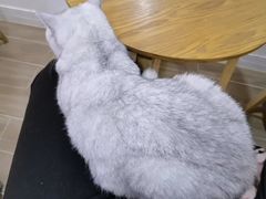 -李小姐の猫咖啡馆(五角场店)