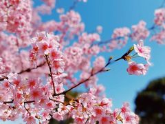 -顾村公园