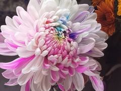 -杭州植物园