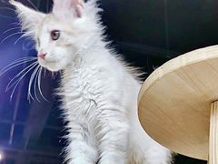 -十年猫舍·猫咪专门店(普陀店)