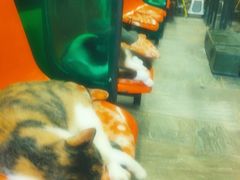 -猫咪博物馆(顶澳仔猫街店)