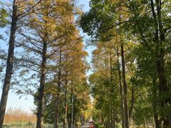 -上海长兴岛郊野公园