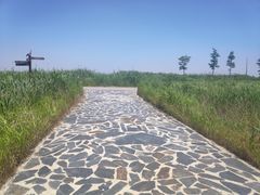 -盐城丹顶鹤湿地生态旅游区