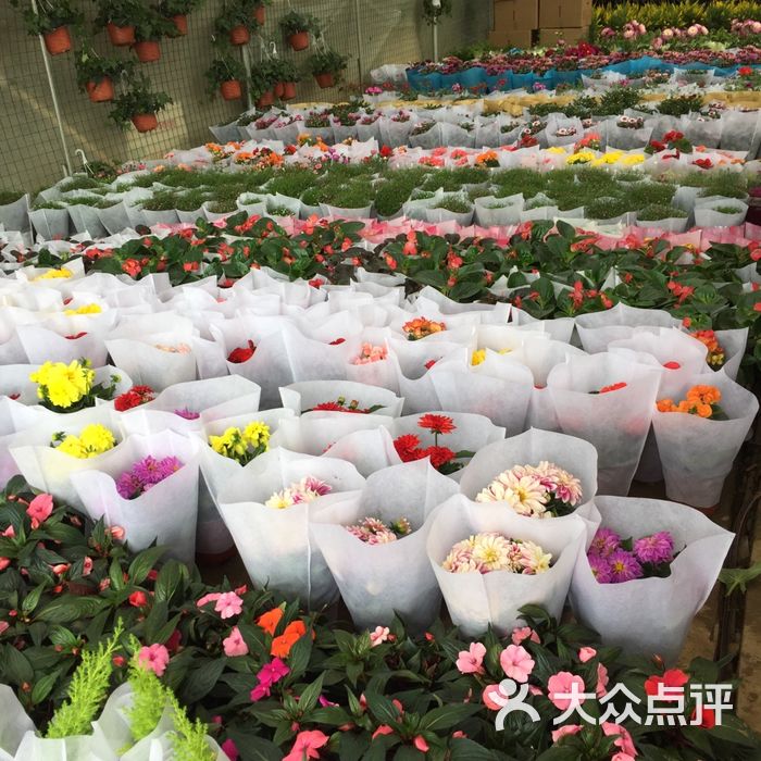 昆明盆花苗木种植批发基地2期市场