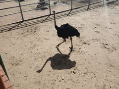 -鄂尔多斯野生动物园