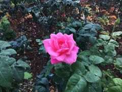 -人民公园(罗湖区)