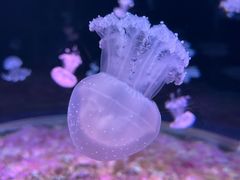 -欢乐海岸海洋奇梦馆