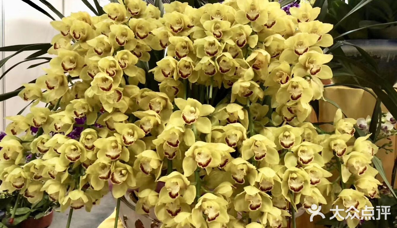 逛花市过年咯！