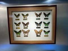 -上海昆虫博物馆