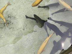 -向外鱼乐·土菜·虹鳟鱼