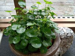-卡普里披萨·牛扒·下午茶
