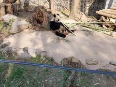-都江堰中华大熊猫苑