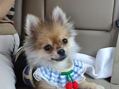 -天宠宠物医院24小时·急重症诊疗中心·全科·腔镜特色(和平分院)