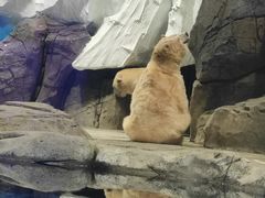 -海合安武汉极地海洋公园
