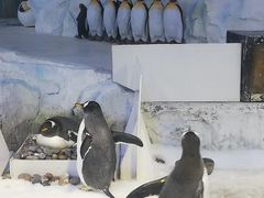 -芜湖新华联大白鲸海洋公园