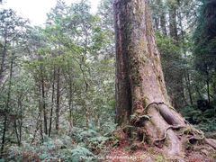 -阿里山神木遗迹