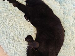 -有喵·猫咖·狗咖·30几只猫10只小狗(岗厦店)